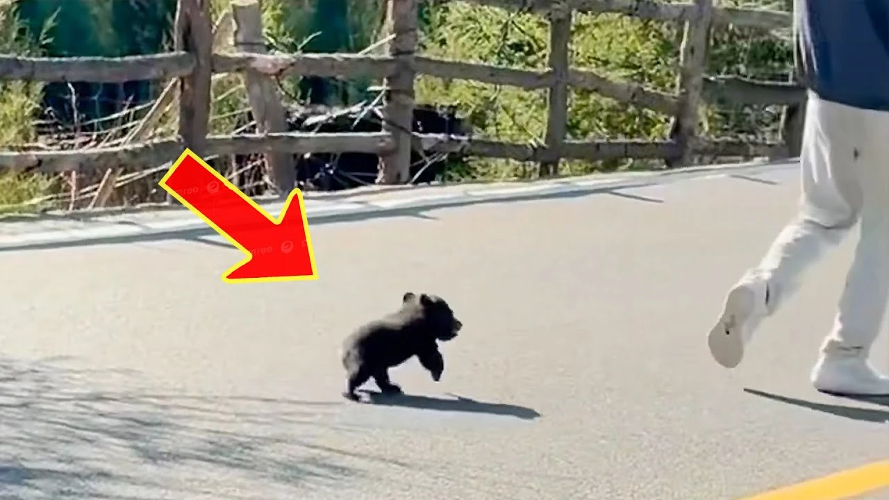 Lioness Lola gave birth to triplet cubs at Chelyabinsk . (Video)