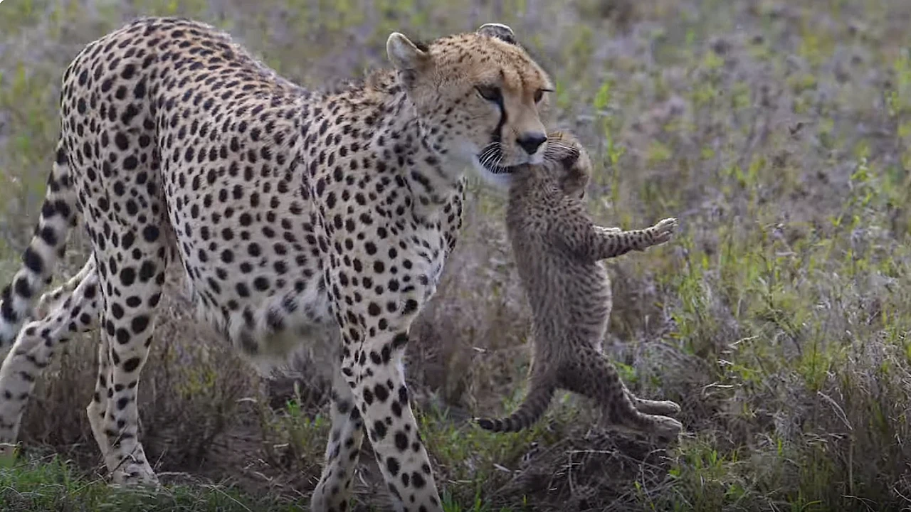 Lioness Lola gave birth to triplet cubs at Chelyabinsk . (Video)