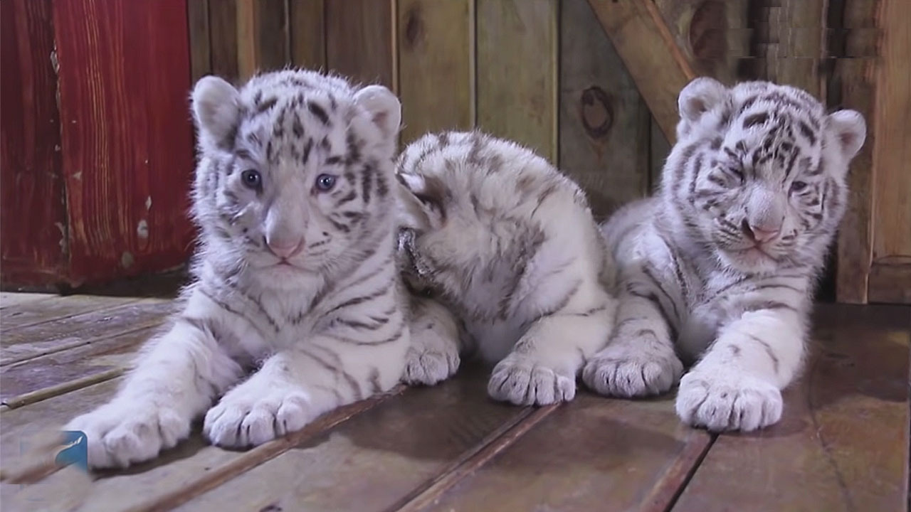 Lioness Lola gave birth to triplet cubs at Chelyabinsk . (Video)