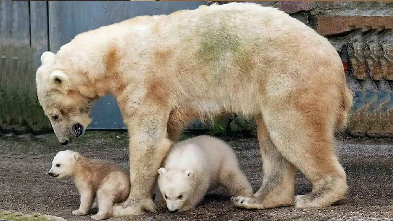 Lioness Lola gave birth to triplet cubs at Chelyabinsk . (Video)